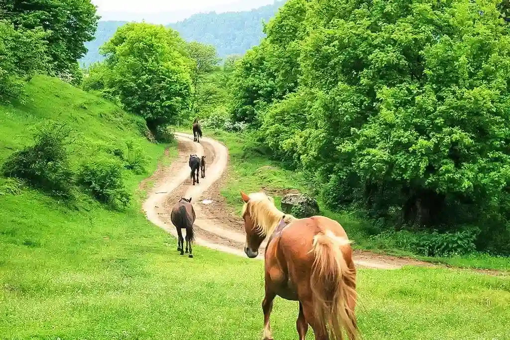 horse%20riding%20tours.webp