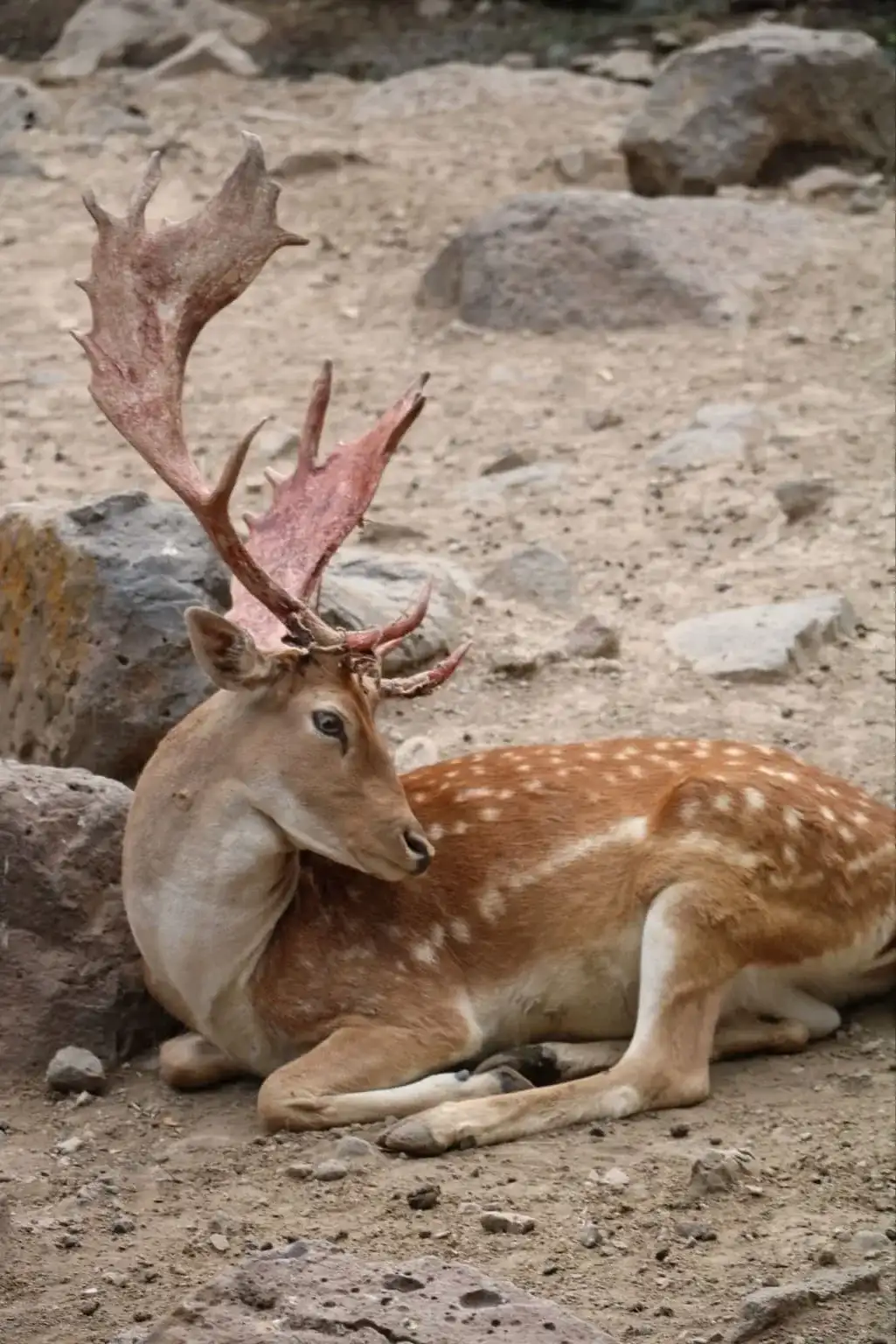 hunts%20in%20yerevan%20zoo%20park.webp