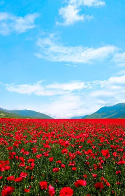 Red%20Flowers%20in%20Armenia.webp